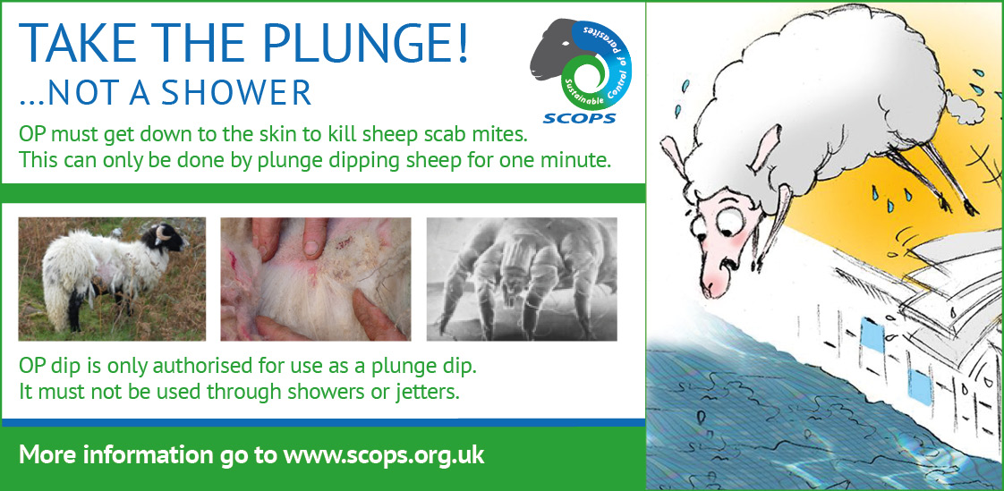 HHFlockcare's tweet photo. SCOPS says take the plunge……… Not a shower! https://t.co/DbyTlMy0b2 https://t.co/pHeDoCNU0k