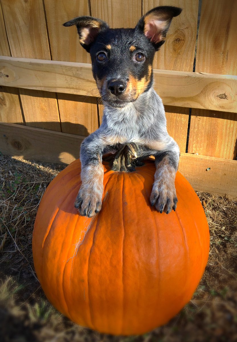 Why buy from a breeder when you can rescue a purebred, too?🥰😍
thearrchouston.com #rescuedogs #AdoptDontShop