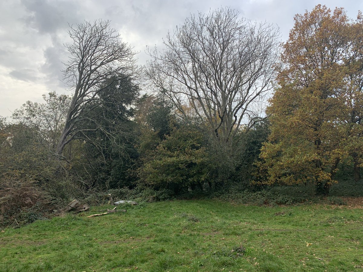 The graveyard was closed in 1956 (Morley died in 1924 at the grand old age of 93). The woods have slowly reclaimed the site and most of the headstones are now a gnarled tangle of branches and ivy. / 3