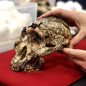 Skull of human ancestor found in South Africa EmZQT4uUYAExBUx?format=jpg&name=360x360