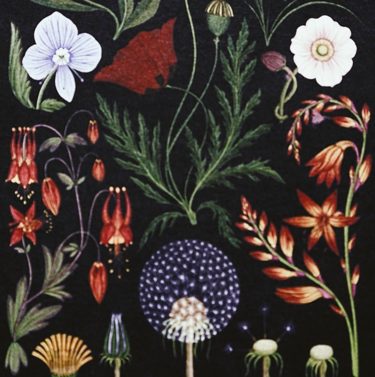 Florence is now available in all sizes due to its popularity! 

Rebecca has now donated almost £1400 to the NHS from sales of the candle!

Postcard credit: Botanicum copyright Katie Scott, Kathy Willis and the Templar Company Limited. rebeccatracey.co.uk #gifts