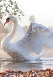 Instant reaction,"Yes, yes, yes my lovely darling that is the one. Please let me have the numbers", I replied,"What numbers?" and also sent her a picture of a swan with the title, 'My Secret Love'