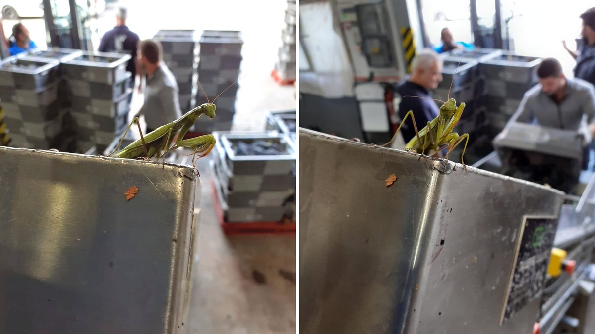 BodegasZugober's tweet photo. ¿Qué os parece nuestro nuevo becario? Le encargamos la supervisión de la descarga de uva y no perdió detalle 😉
#zugober #Belezos #vendimia2020 #RiojaAlavesa #elvinosehaceenlaviña #Rioja #vendimia
https://t.co/IR5z98H9ZW https://t.co/YVwLc98iVy