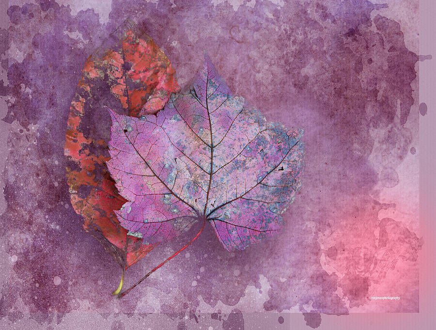 ToniArte2's tweet photo. @juanluislara_ •
#BeautyInArt
•
#PinkPicture
•
#digitalart
•
#leaves 🍁
•
#RonJones
• https://t.co/PxkHFdT14C