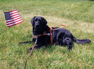 CountyMaterials's tweet photo. County Materials is proud to support local veterans by contributing to the OccuPaws Guide Dog Association who provide guide dogs to blind or visually impaired veterans. 

https://t.co/ldcCjN18BV #veterans #countymaterials #occupaws https://t.co/G1DAG4GV8V
