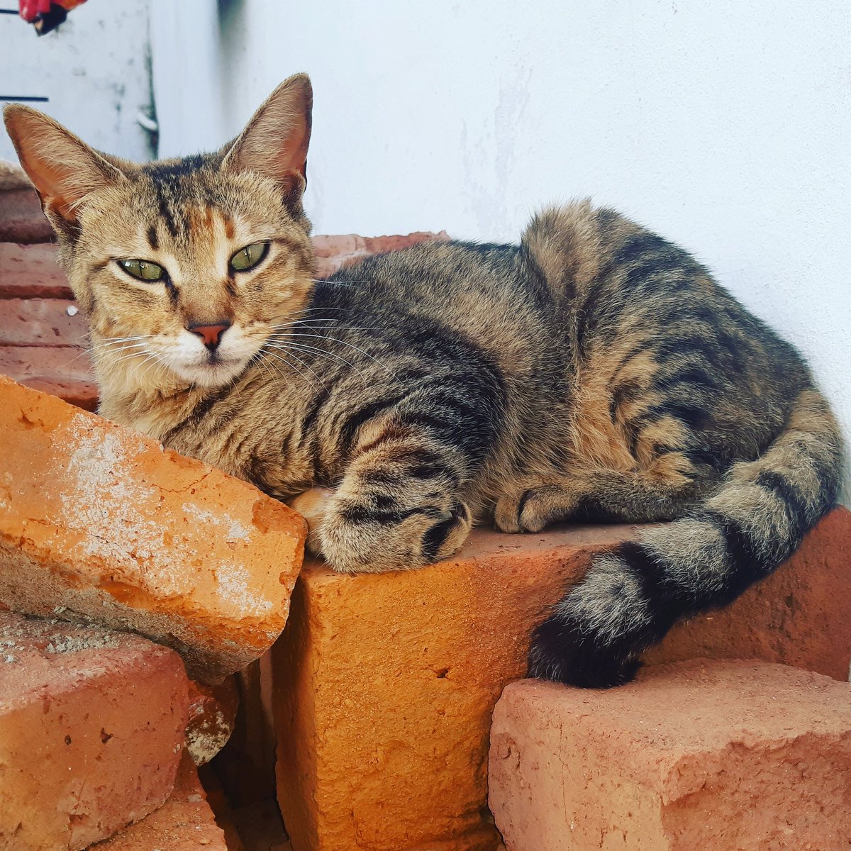 que linda