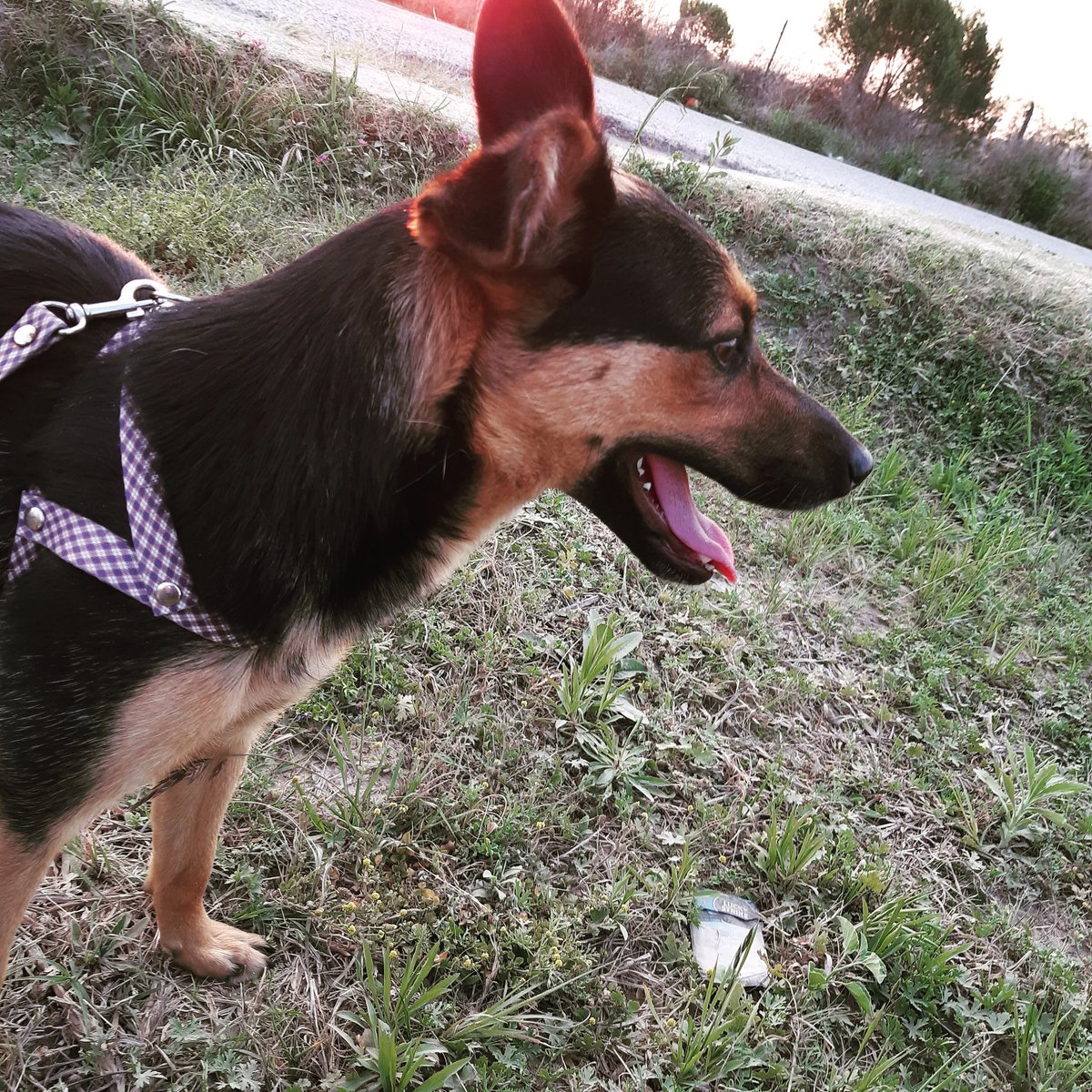 de paseo quin mi perra nikka
