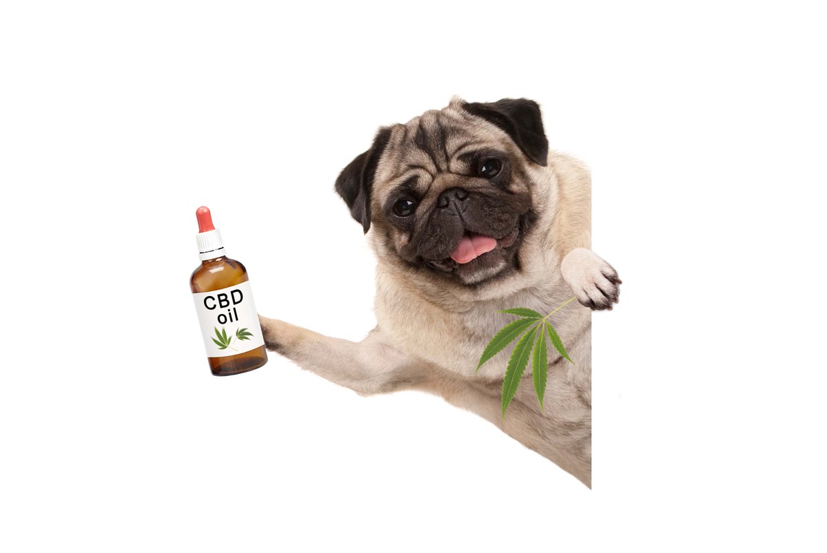 LushMeds's tweet photo. Is your pet trying to tell you something?  

CBD can help your pet reduce anxiety, increase appetite, decrease seizures, and help minimize the devastating effects of cancer.

We have several brands of pet products from tinctures to treats all in one place.

Click our link. #pets https://t.co/NWH014Fr6Y