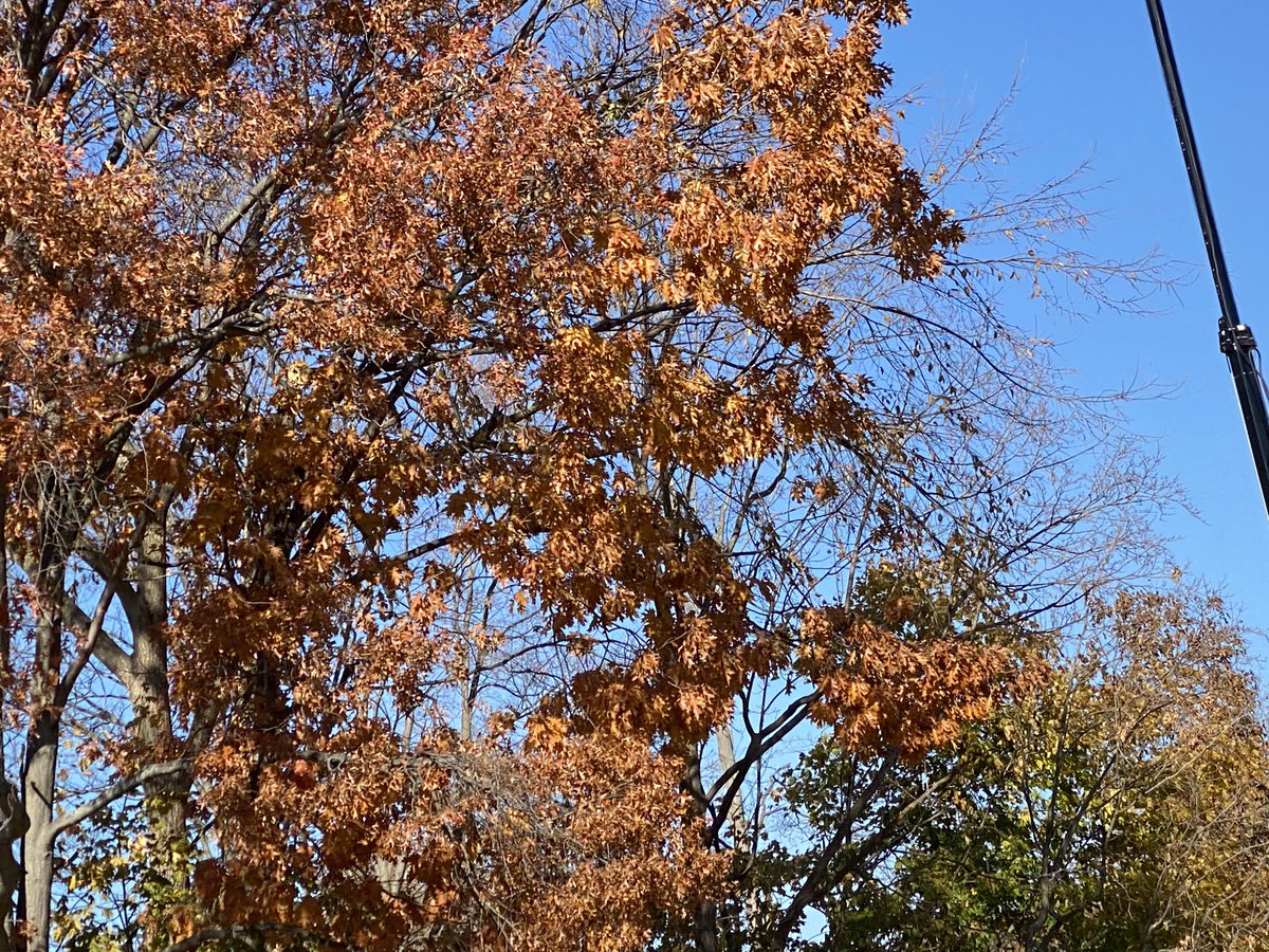 pilotjanlucas_'s tweet photo. More photos of autumns last gasp b4 the cold n snow settle in #Foliage #NovemberColor #Autumn https://t.co/RYmxCZmbMM