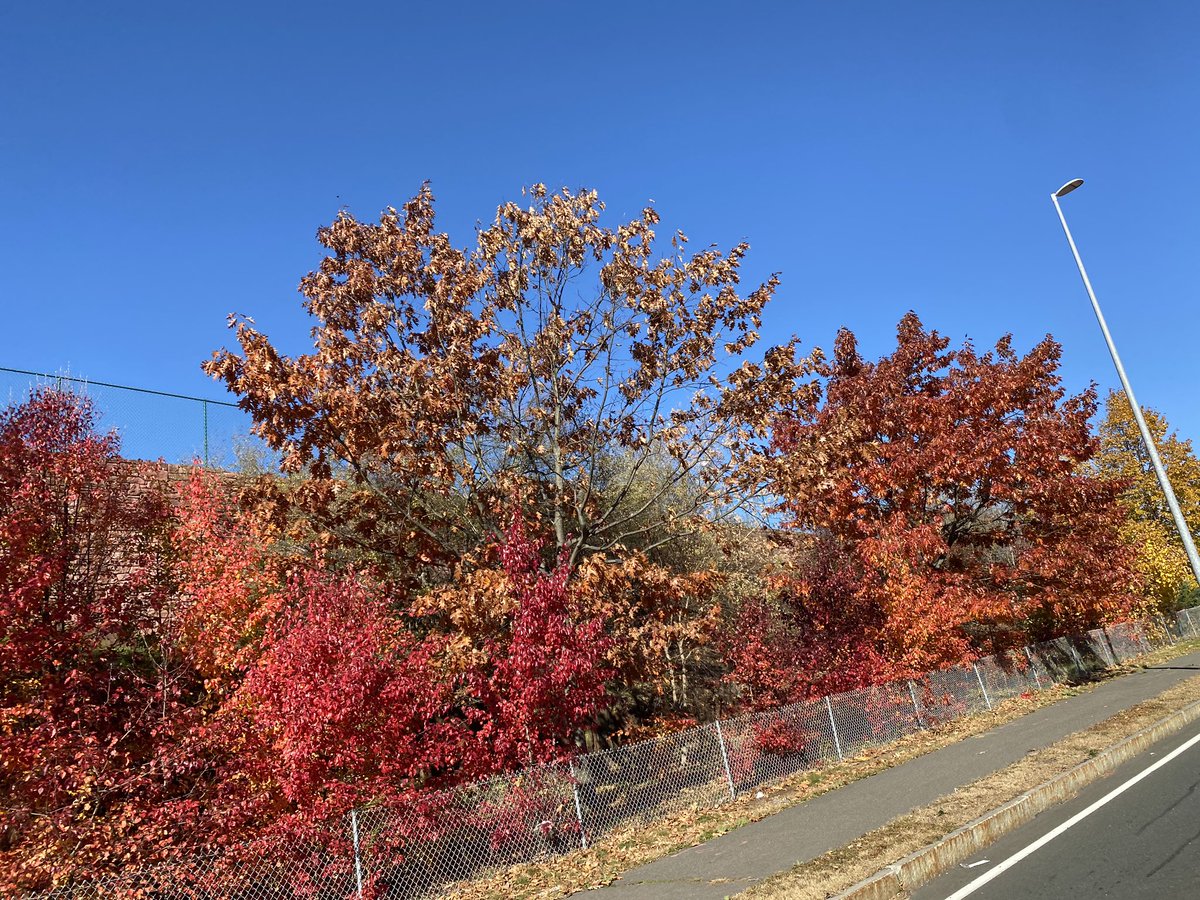 pilotjanlucas_'s tweet photo. More photos of autumns last gasp b4 the cold n snow settle in #Foliage #NovemberColor #Autumn https://t.co/RYmxCZmbMM