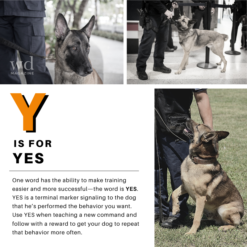 workingdogmag's tweet photo. 𝐘 𝐢𝐬 𝐟𝐨𝐫 𝐘𝐄𝐒
One word has the ability to make training easier and more successful—the word is YES.
Subscribe: https://t.co/Ws2Qebn3AG
#youarewhatyouread #markertraining #YES #workingdog #dog #k9 #k9unit #training #tlm #thinlinemedia #wdm #workingdogmagazine #wdtc® https://t.co/7UhljKdPko