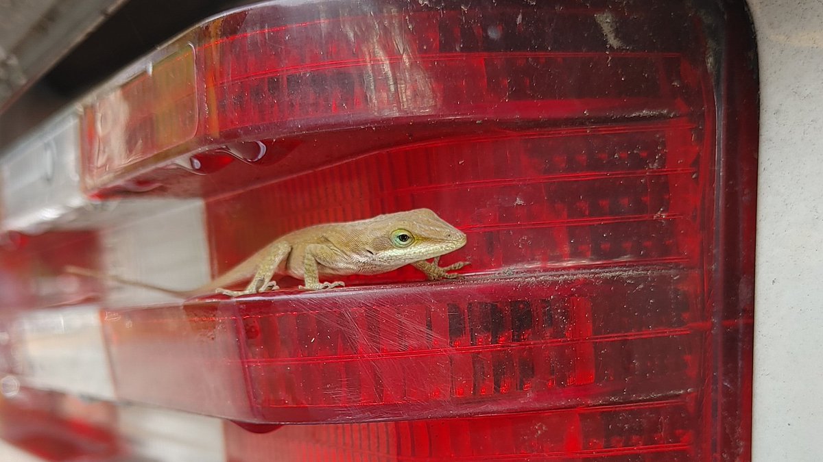 BenzBlogger's tweet photo. Lizard Power! 🦎
#300CD #mbusa #Mercedes #anole https://t.co/LPDSa7ATkT