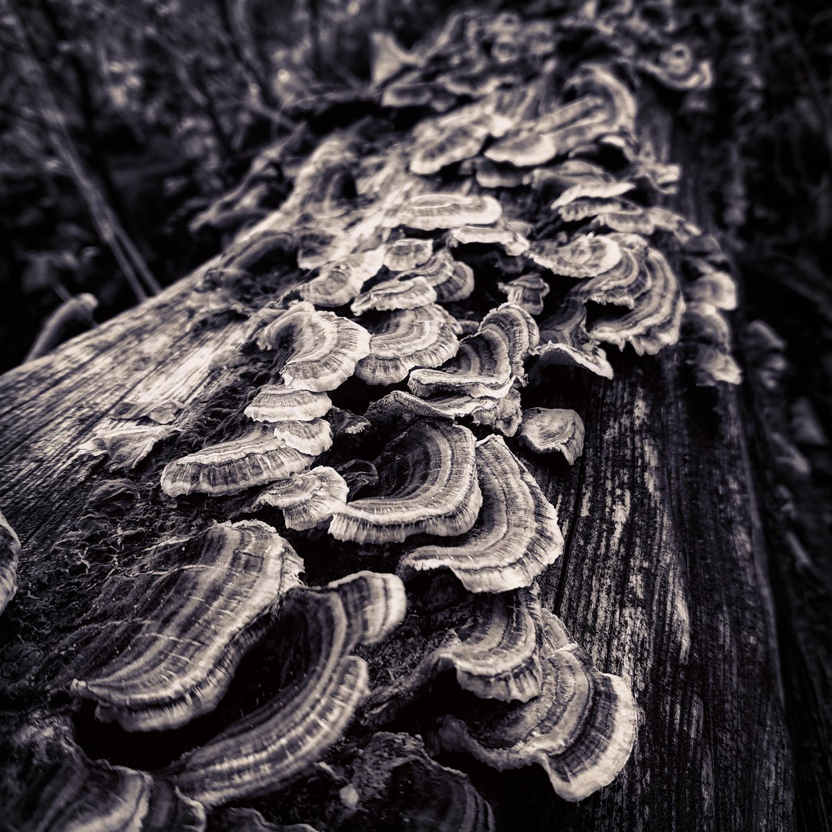 chrome.gram tweet media