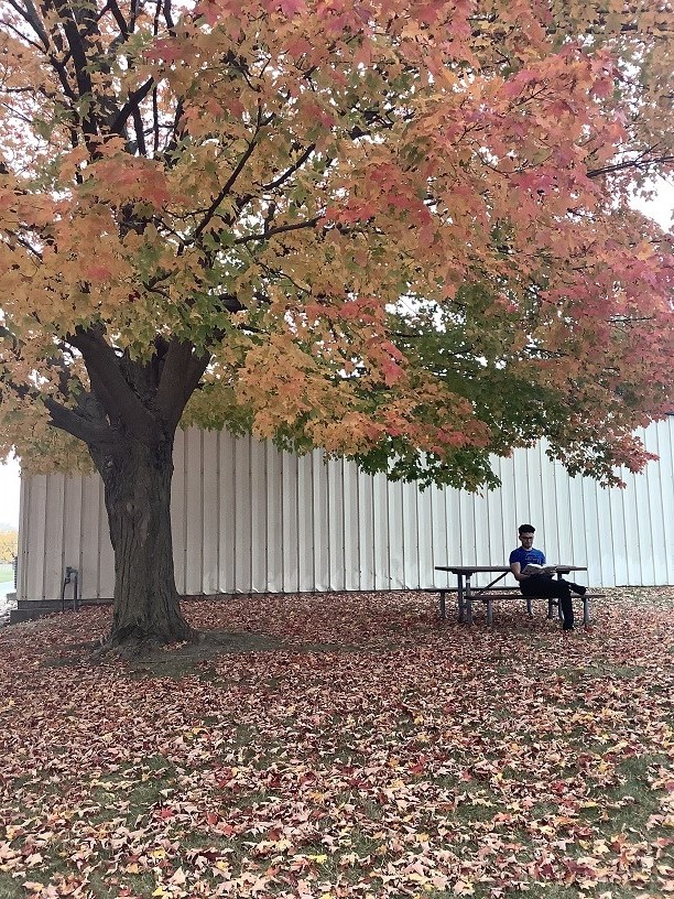 LakeCountyLib's tweet photo. A new #VIrtualPuzzle for you! Taking a break under the beautiful tree just outside Merrillville branch. https://t.co/wlgsFeH6c3 #AutumnLeaves https://t.co/Opn1oGN6dM