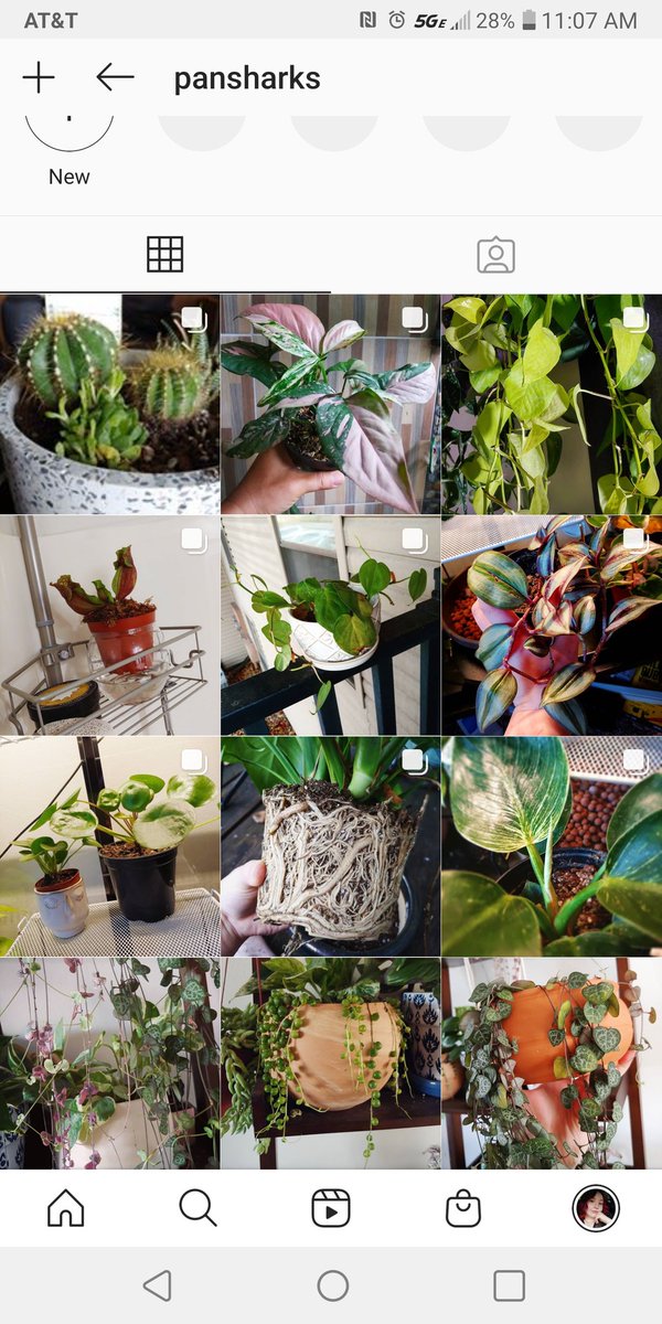 I don't have a 'plantsagram' but here we are still anyway
