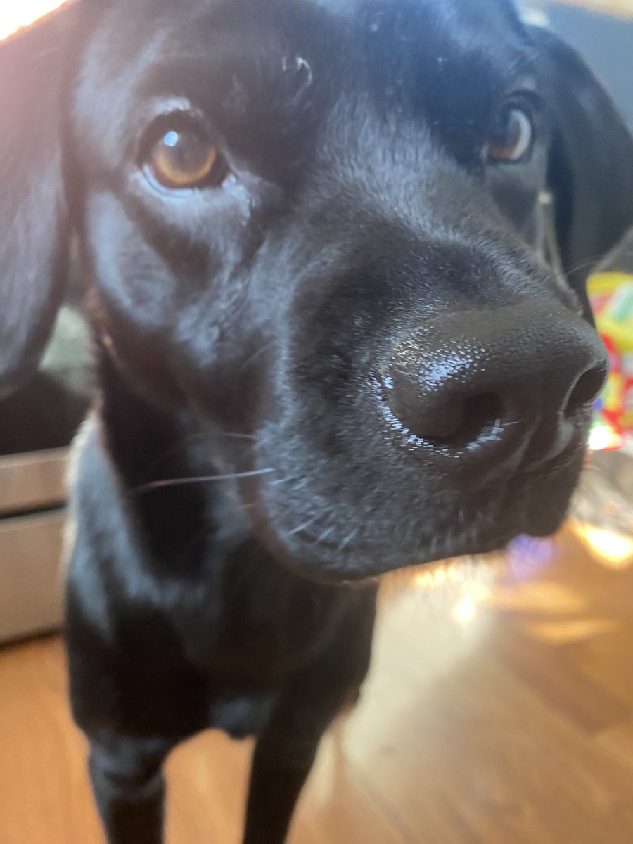 pics of my dog up close