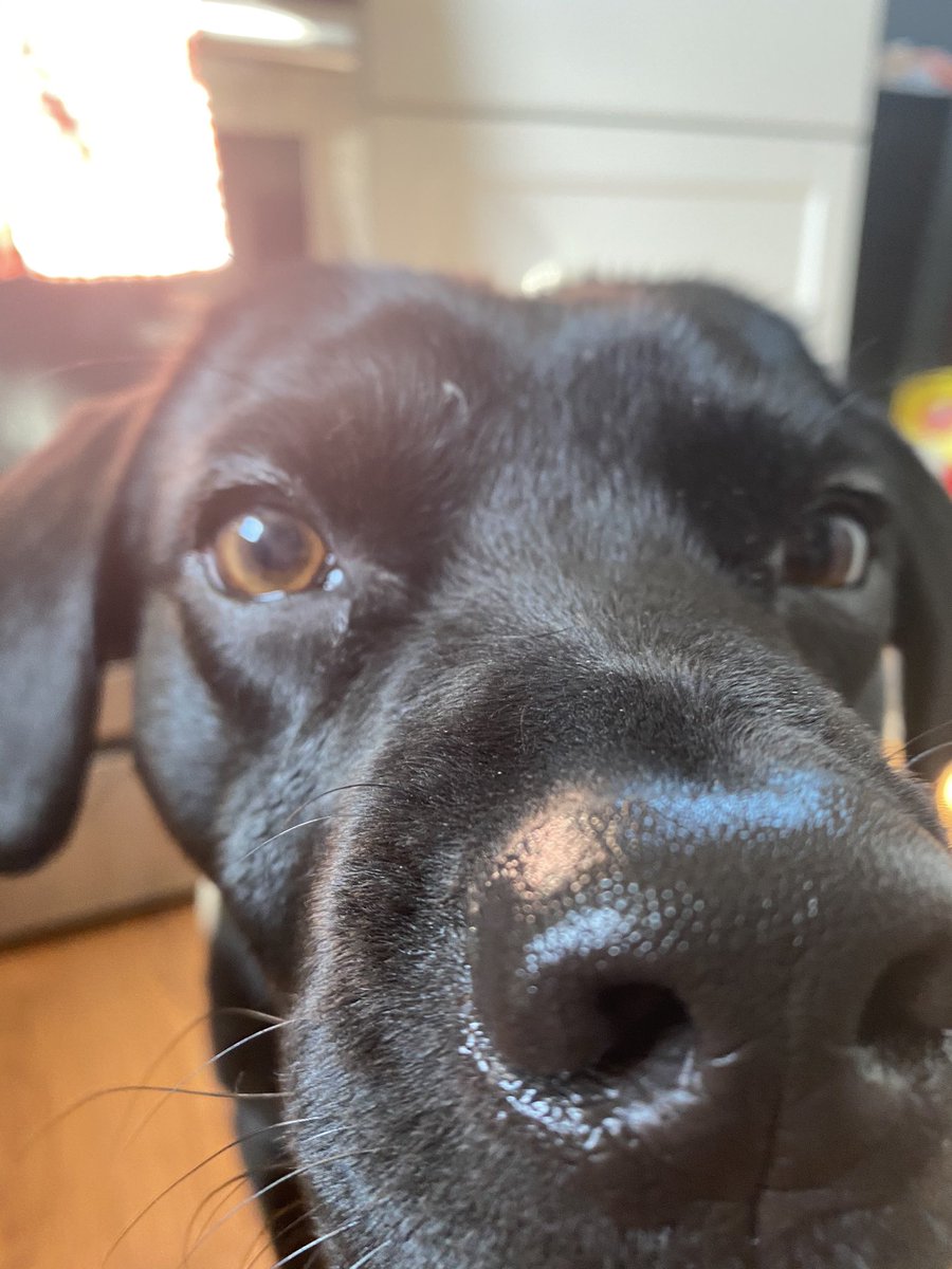 pics of my dog up close