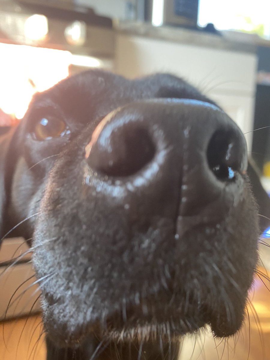 pics of my dog up close