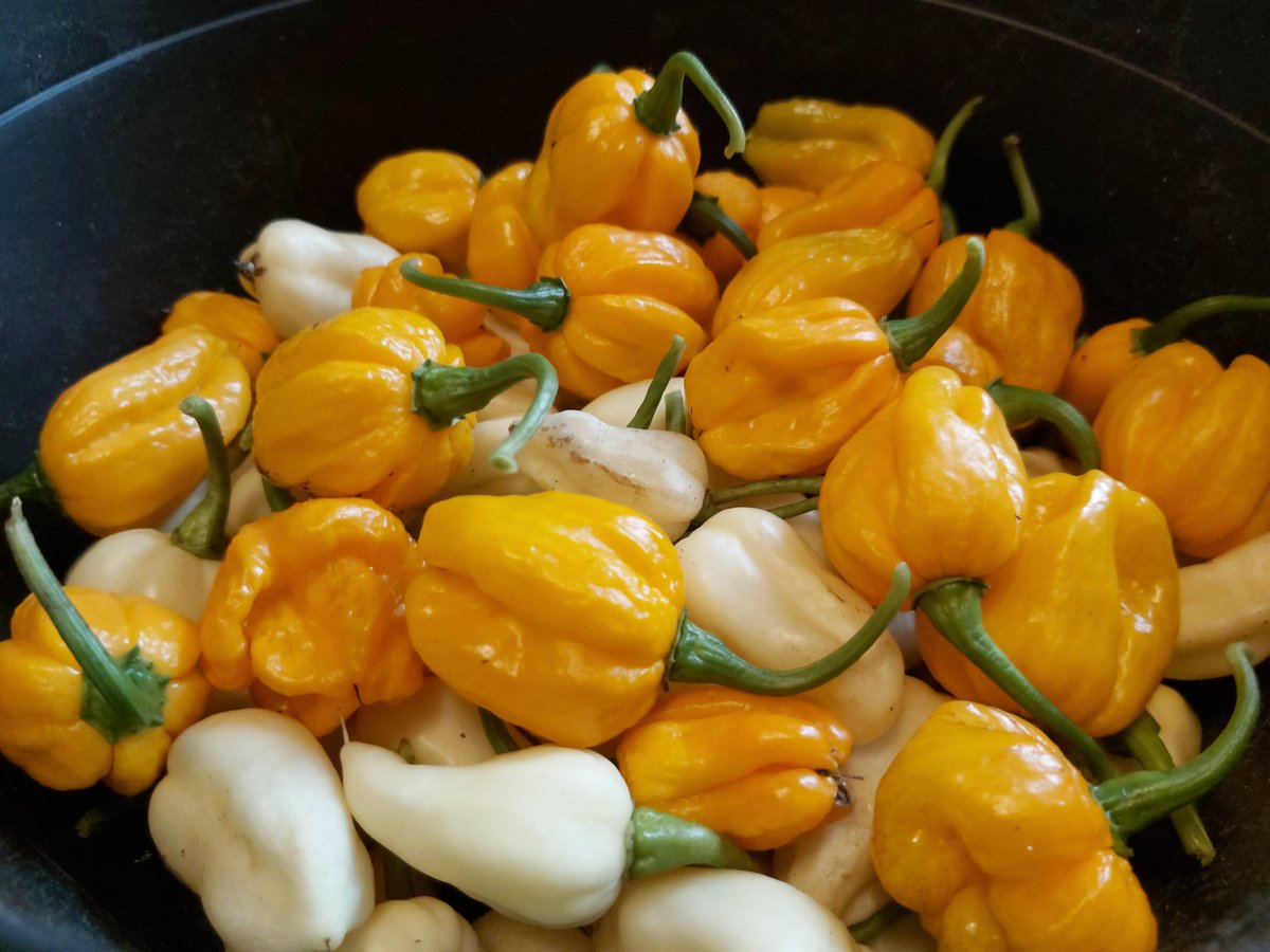 SuperHotsCanada's tweet image. Last #harvest of the season.. #WhiteGhost and #MoAScotchBonnet