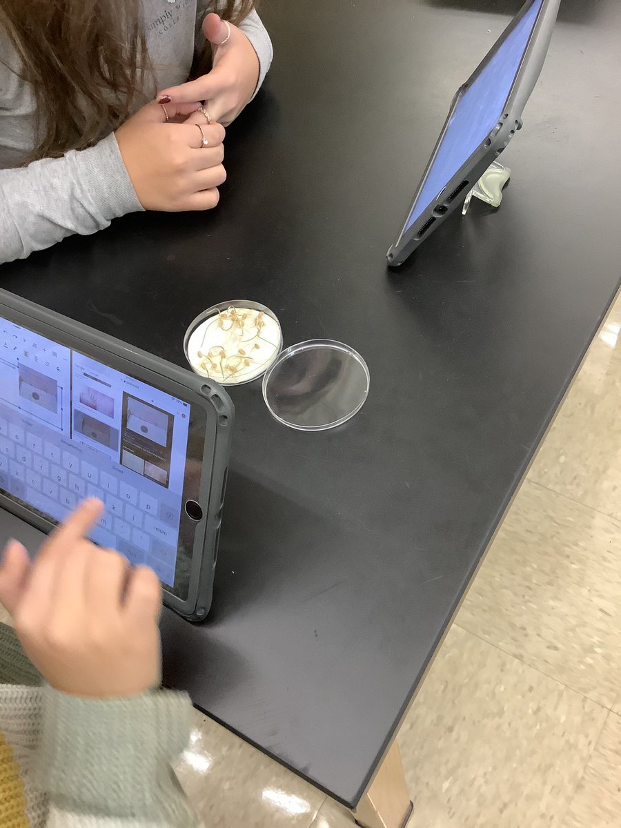 PepScienceSpot's tweet photo. Students researching โpink moldโ (which is actually a waterborne bacteria-Serratia marcescens-for any biology nerds out there) aka โshower moldโ that appeared in some petri dishes. No Students were harmed during this lab activity! ๐๐๐ผ #seedgermination #botany #FreshmanScience https://t.co/DEisgGyZU1