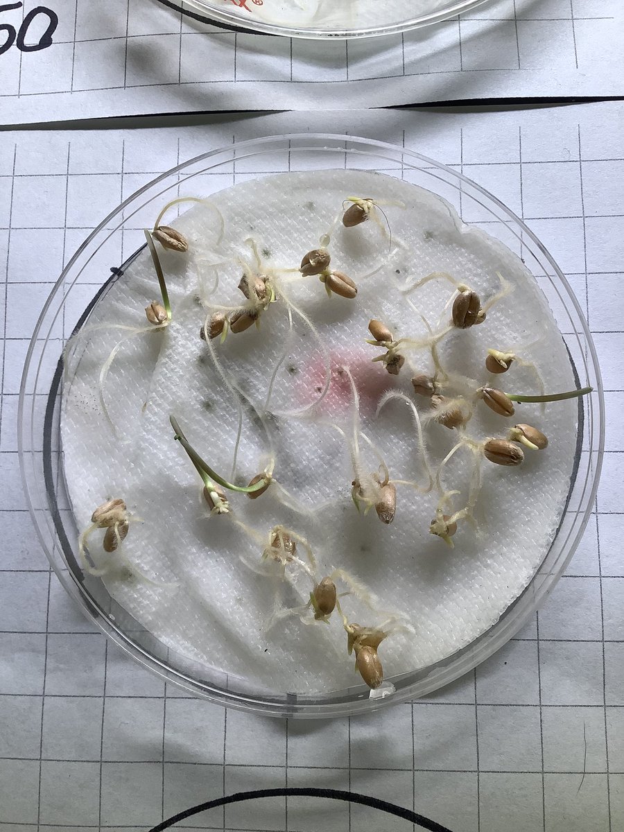 PepScienceSpot's tweet photo. Students researching โpink moldโ (which is actually a waterborne bacteria-Serratia marcescens-for any biology nerds out there) aka โshower moldโ that appeared in some petri dishes. No Students were harmed during this lab activity! ๐๐๐ผ #seedgermination #botany #FreshmanScience https://t.co/DEisgGyZU1
