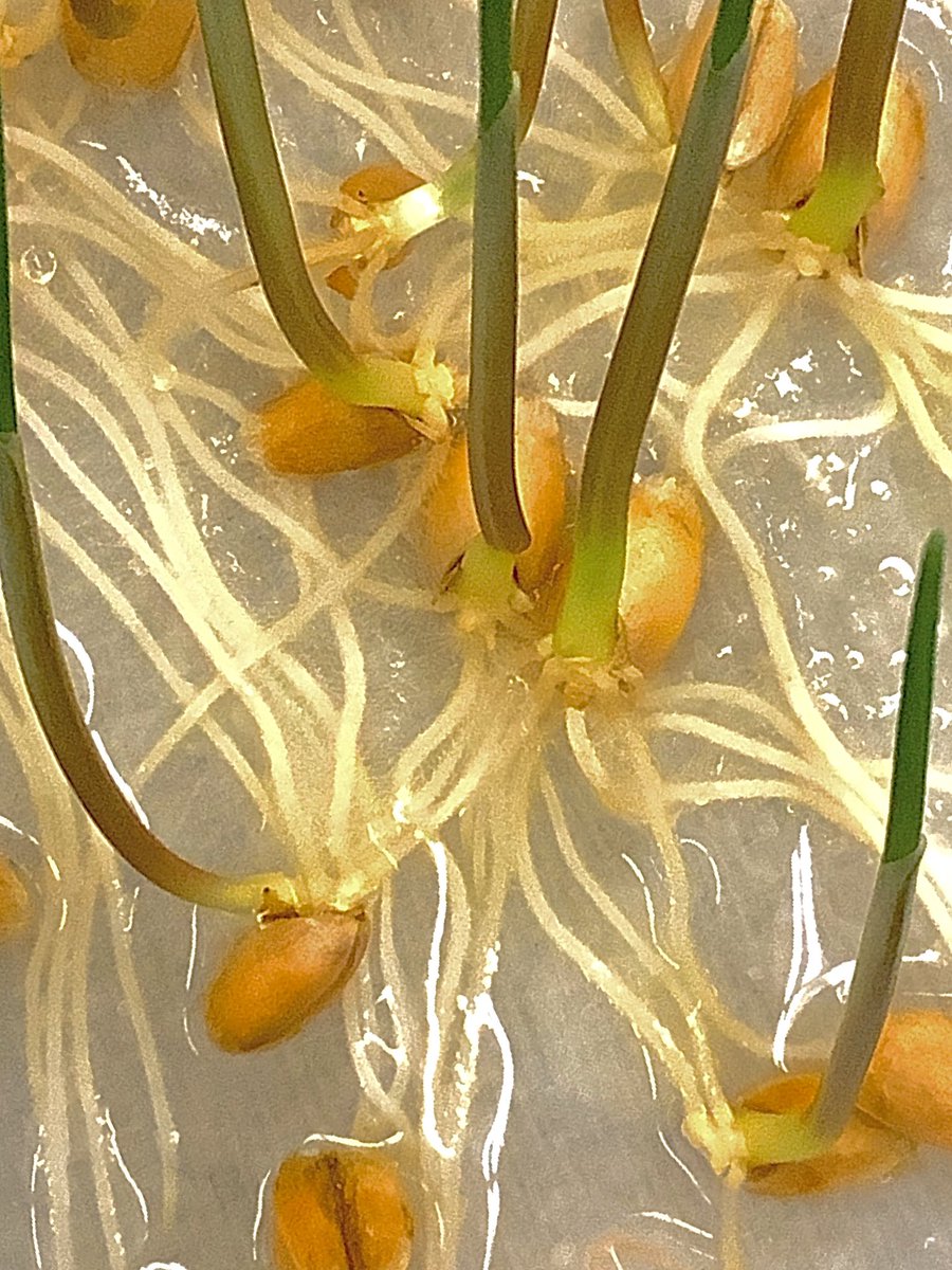 PepScienceSpot's tweet photo. Students researching โpink moldโ (which is actually a waterborne bacteria-Serratia marcescens-for any biology nerds out there) aka โshower moldโ that appeared in some petri dishes. No Students were harmed during this lab activity! ๐๐๐ผ #seedgermination #botany #FreshmanScience https://t.co/DEisgGyZU1