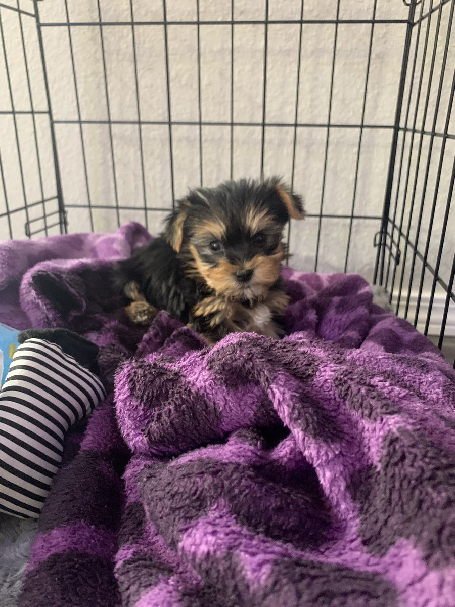 Yaritza15Ruiz's tweet photo. I'm about to become an annoying dog mom. I'm obsessed with my baby Hazel ☺️🧡 https://t.co/xiAuuKBr44