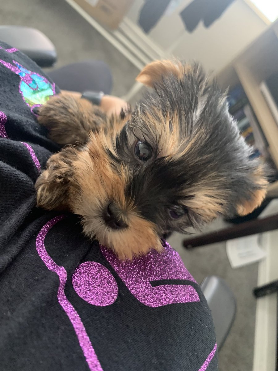 Yaritza15Ruiz's tweet photo. I'm about to become an annoying dog mom. I'm obsessed with my baby Hazel ☺️🧡 https://t.co/xiAuuKBr44