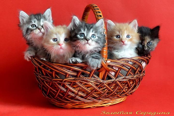 CatADS_ru's tweet photo. Котята курильского бобтейла https://t.co/EXpBUz3yH1 https://t.co/Ob8pgH6VF2
