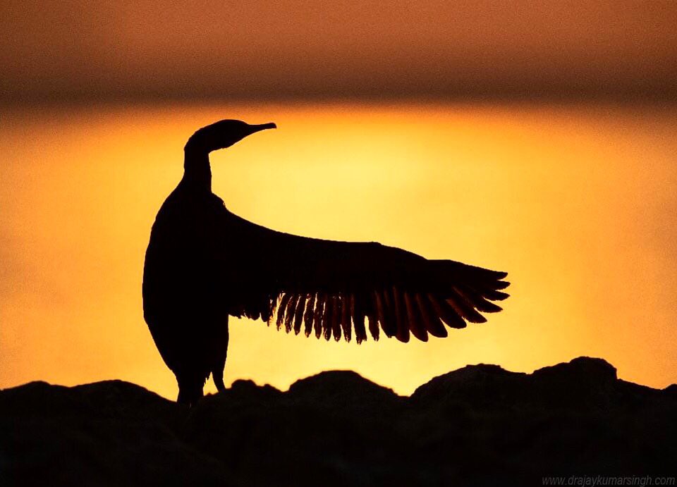 Draksphotos's tweet photo. Socotra Cormorant, Bahrain
#cormorant #Silhouette #wildlife #Bahrain #Sunrise #SocotraCormorant #IndiAves #AvisBase #Naturephotography #birds https://t.co/rjivetjkkx