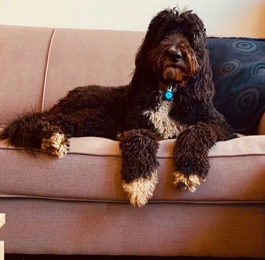 onedistuff's tweet photo. @965TDY I VOTE FOR  @Louis_Tomlinson 's pet: CLIFFORD for #TDYAwards + #CutestPet  @965TDY 

He is the cutest dog in the world. https://t.co/iVTWSSLNnS