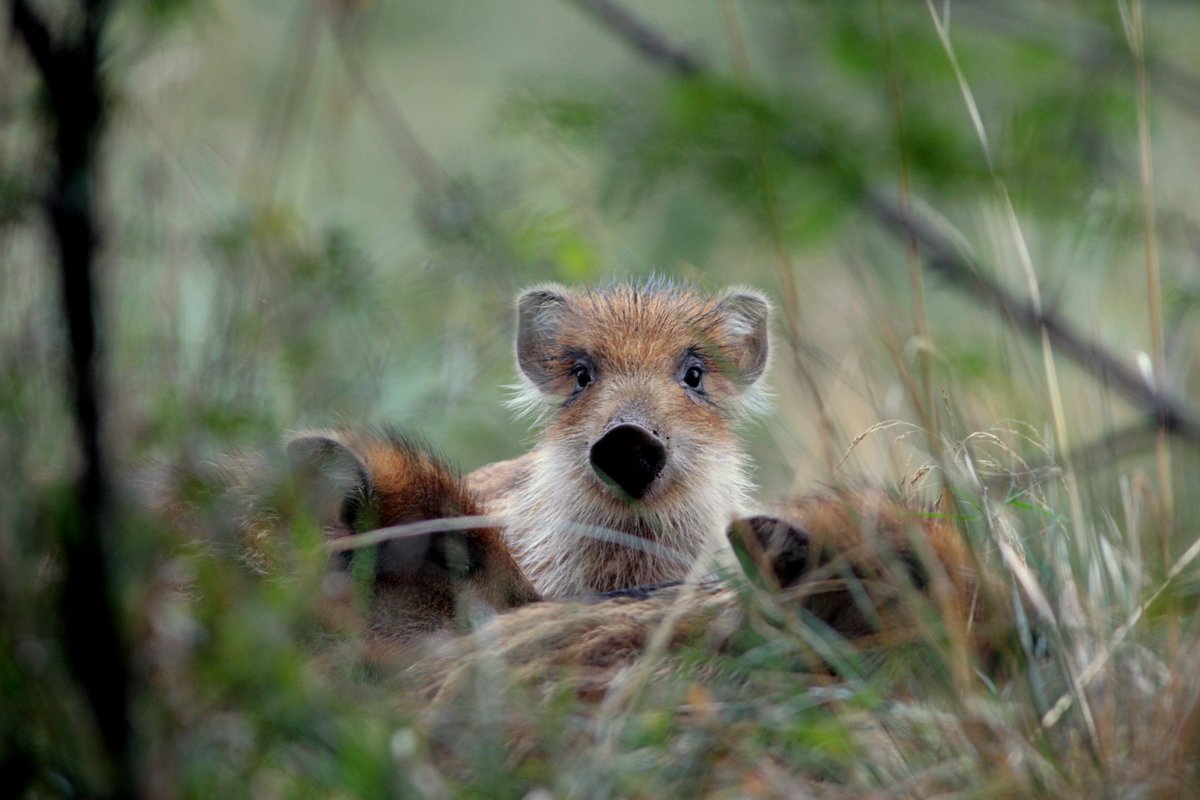 Le Domaine national de Chambord est la plus vaste réserve naturelle close d’Europe, une forêt qui abrite de nombreuses espèces de végétaux et d’animaux sauvages. 
À partir du 17 décembre: ow.ly/e45W50C6cBR

📸 @chateaudechambord