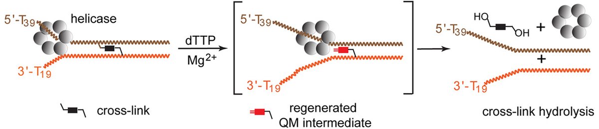 Shane Byrne (@shane_r_byrne) on Twitter photo I'm happy to share one last manuscript from my Ph.D work. We demonstrate that the T7GP4 helicase can break apart reversible quinone methide DNA crosslinks. Surprisingly, adducts on both strands of the DNA are removed by the helicase.
doi.org/10.1021/acs.ch… I'm happy to share one last manuscript from my Ph.D work. We demonstrate that the T7GP4 helicase can break apart reversible quinone methide DNA crosslinks. Surprisingly, adducts on both strands of the DNA are removed by the helicase.
doi.org/10.1021/acs.ch…