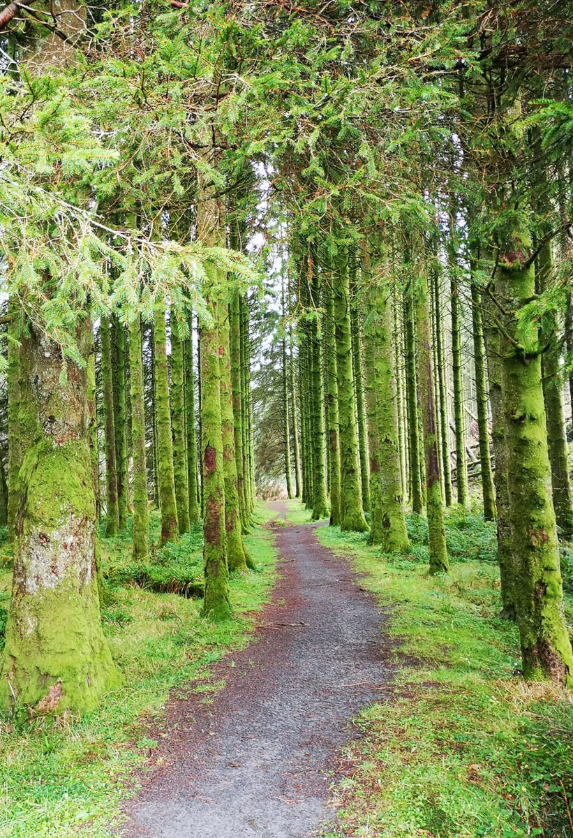 The green forest at Ae