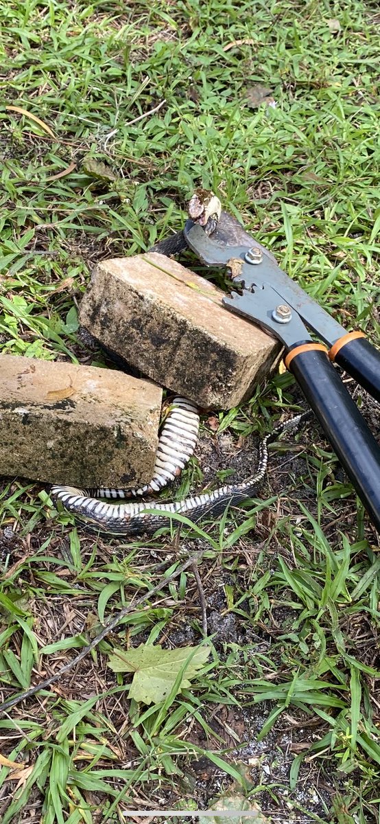 HWmusictweets's tweet photo. Also legit:
Don’t mess with me. #snakekiller
cotton mouth 0
Me 1 https://t.co/WL5k7OqXvY