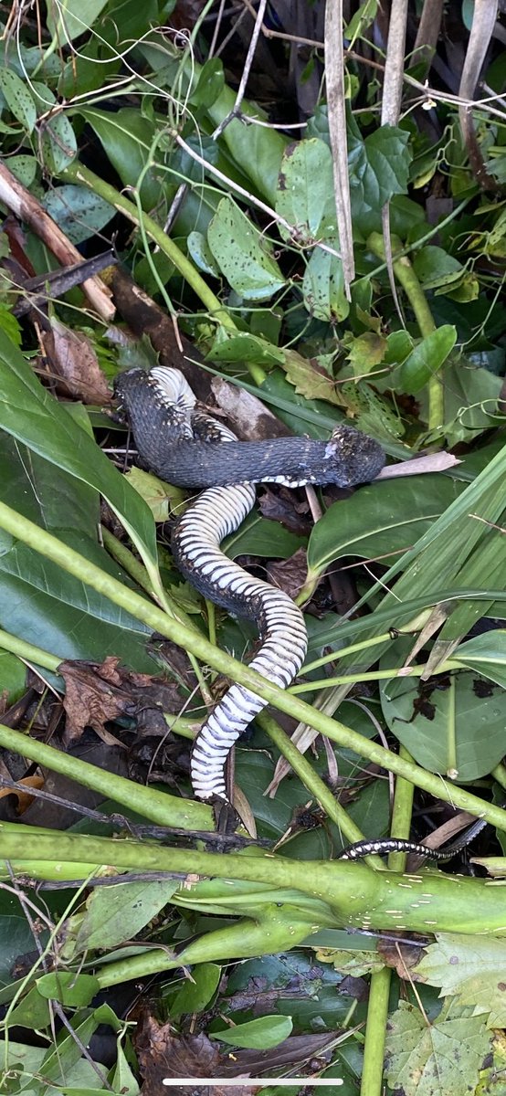 HWmusictweets's tweet photo. Also legit:
Don’t mess with me. #snakekiller
cotton mouth 0
Me 1 https://t.co/WL5k7OqXvY