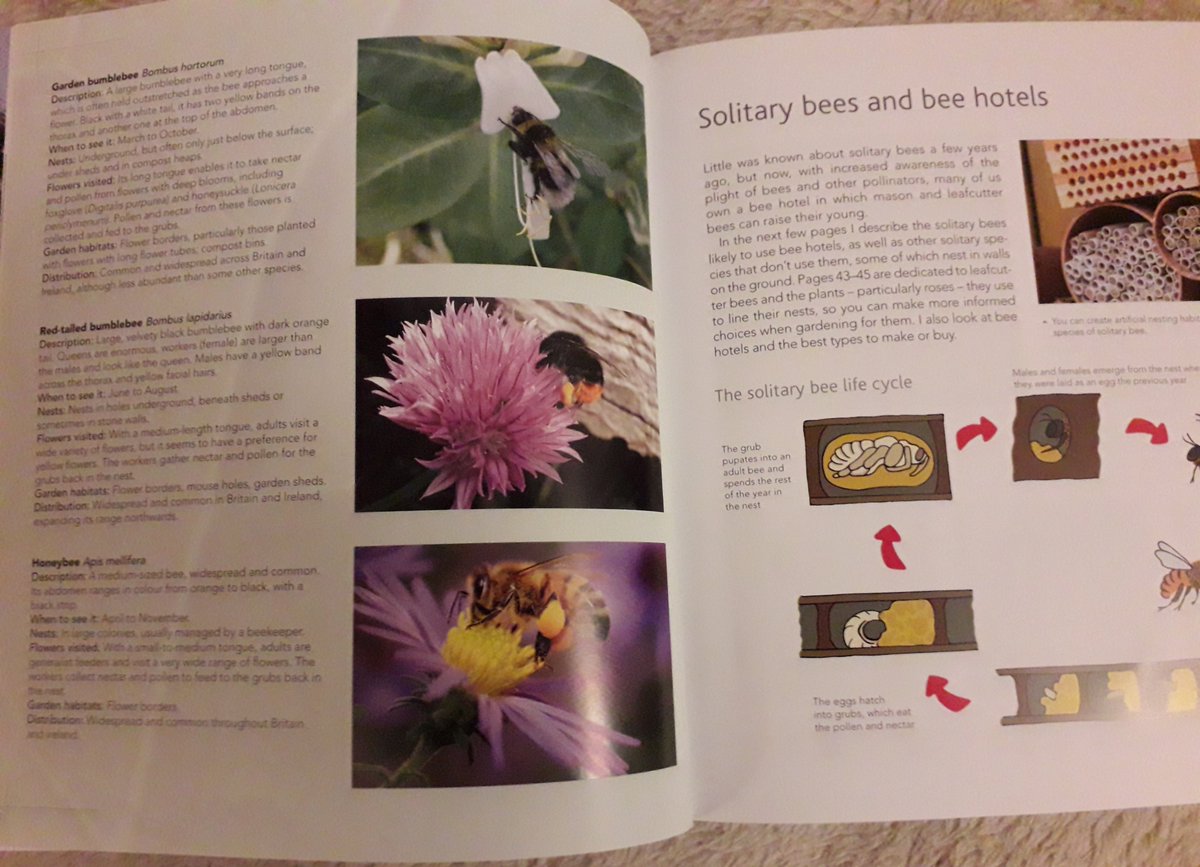 Nature_Notes20's tweet photo. Thank you to @Kate_Bradbury for your very informative book that helped me identify lots of bees for the #WorldBeesWeekend it has also made me see how I can improve the garden & allotment for #bees https://t.co/UCAhSoV9dN