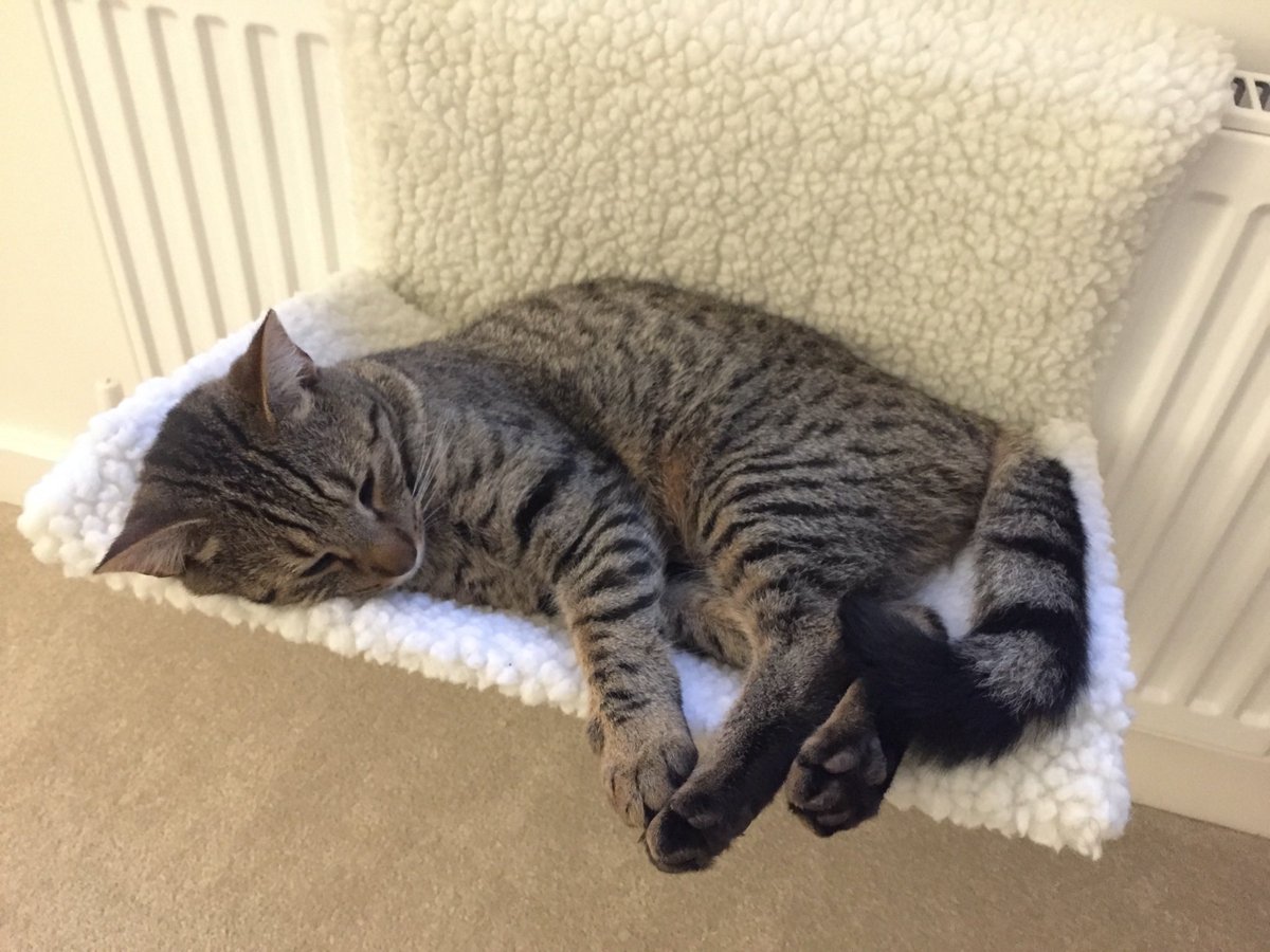 Hey please 🙏 can you share &amp; help find my friend’s beloved cat - Casper. Last seen in Yatton area of North Somerset on Fri afternoon. He lives on the North End new estate and is desperately missed. I know what it’s like to go this agony - please help.