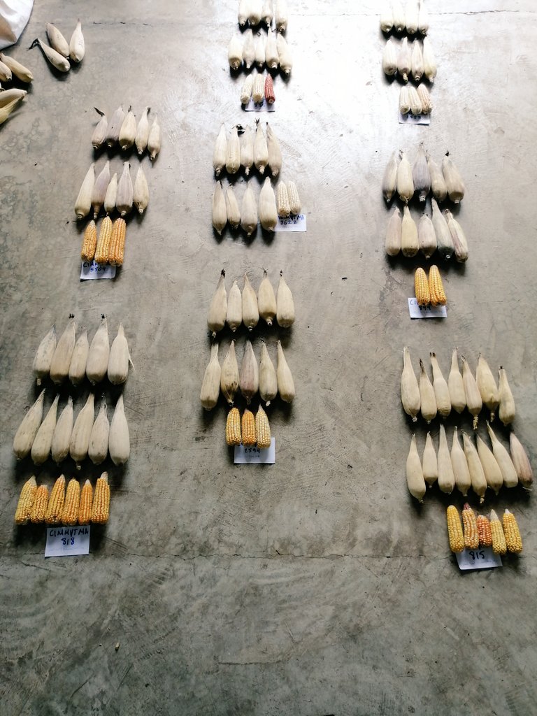 EMiranda_YUC's tweet photo. Estamos realizando la estimación de rendimientos y selección de semilla de las variedades solicitadas al @BGermoplasma a través de la metodología de selección masal visual desde campo @ACCIMMYT @PlataforMas_Sur @Hub_Yucatan https://t.co/zadvO9WKxf