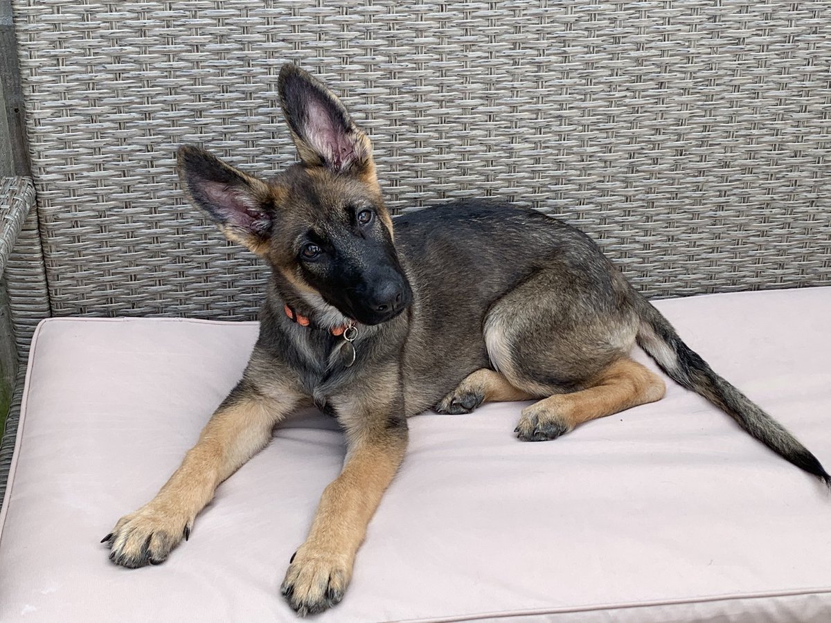 HuntzS's tweet photo. @First_Dogs_USA @DrBiden @NaomiBiden Sami the pup sends her love from the UK! ♥️ https://t.co/zbyUwND2kM