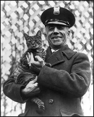 Calvin Coolidge was also a cat lover! He had Smokey, Blackie, Timmy and Tiger. Tiger, a gray-striped stray, traveled around the White House around the President's neck! 
