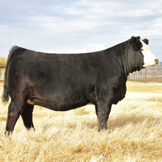 mclivestock's tweet photo. #NewProfilePic https://t.co/YpQbAbeU4E