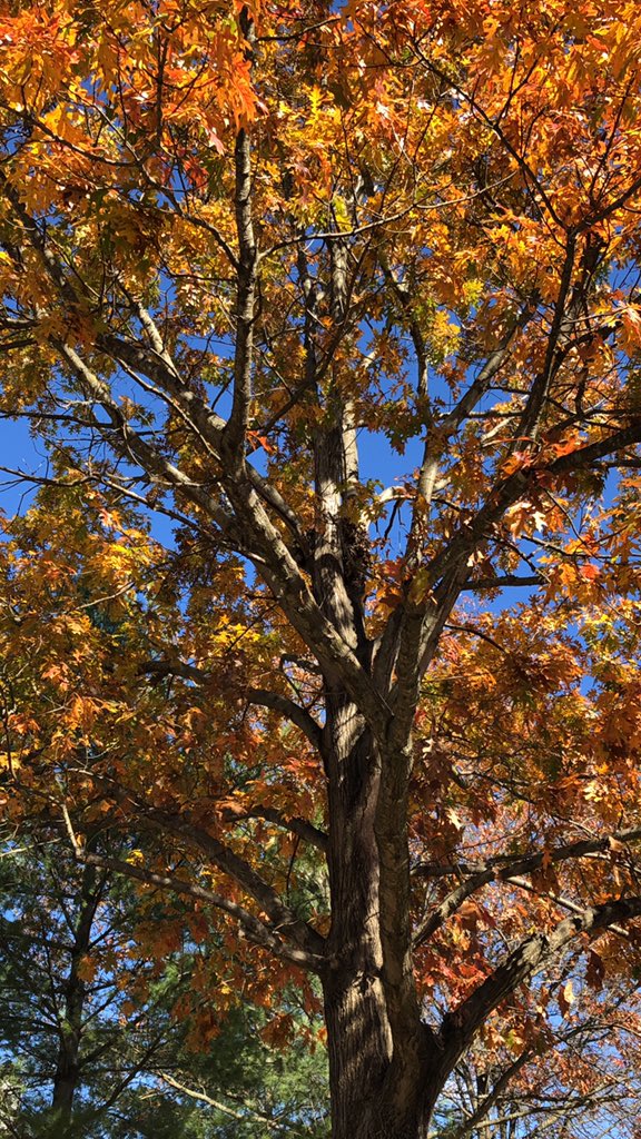 MalamScience's tweet photo. Loving that the season is because of #EarthScience and so are these stops for #labdelivery! #fallleaves https://t.co/YIXkrDzycc