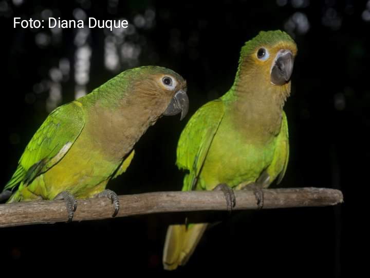 Diana Liz Duque tweet media