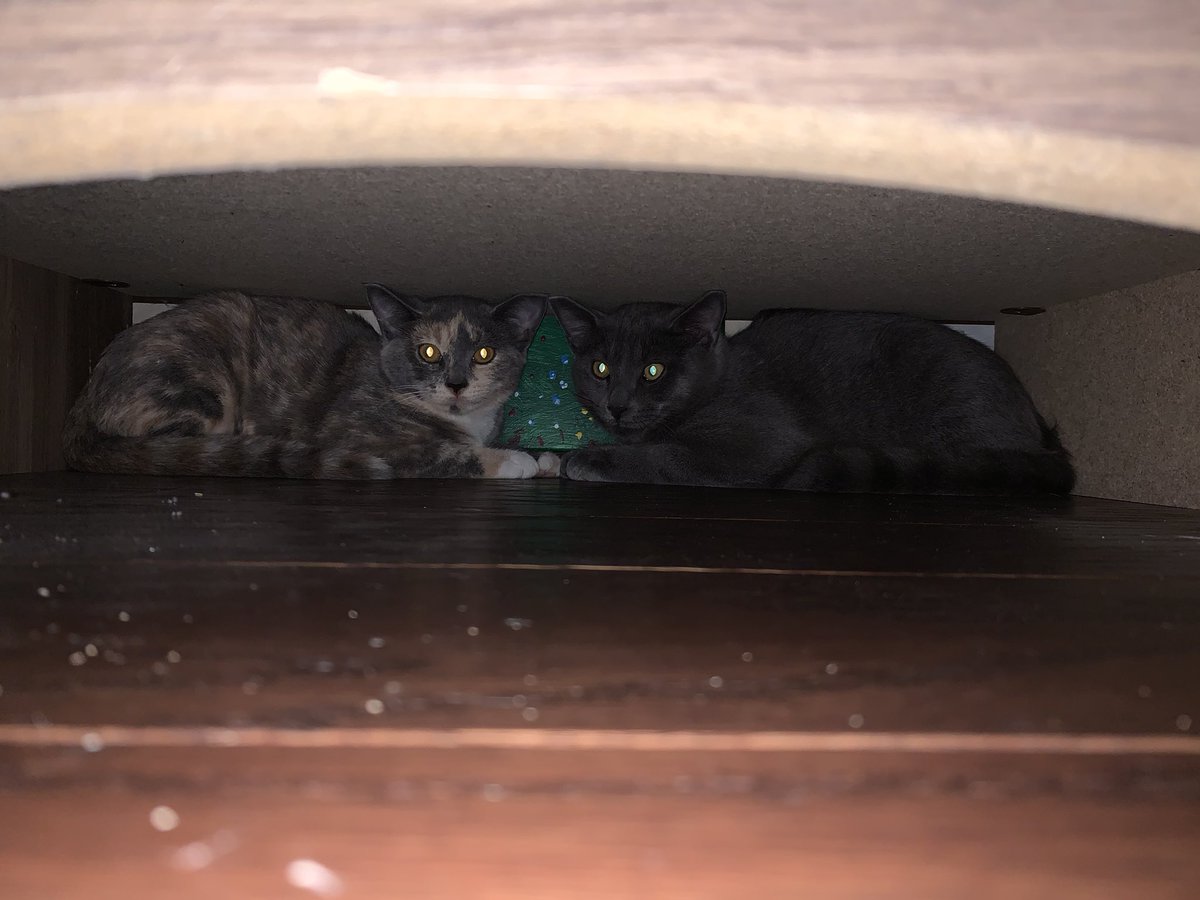 collin duddy tweet media