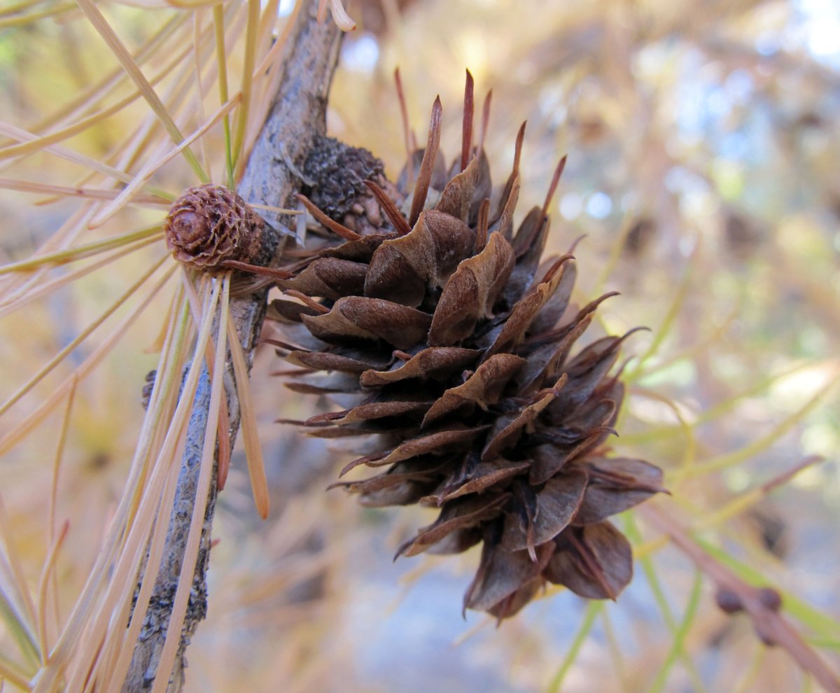 awkwardbotany's tweet photo. cones of western larch (Larix occidentalis) #deciduousconifers #gymnosperms #phytocurious https://t.co/ltyJuWYkPt