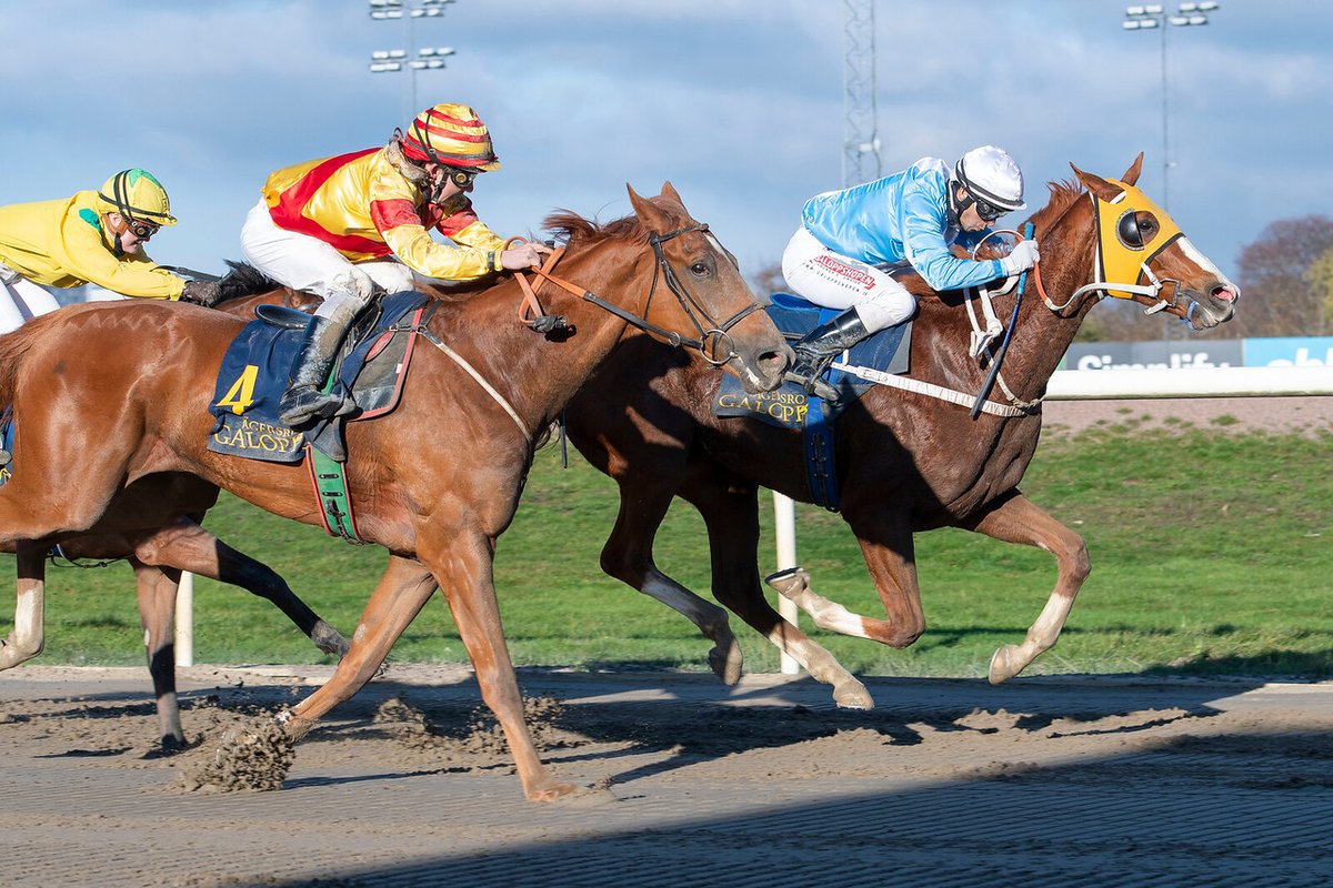 swehorseracing's tweet photo. Images from yesterday's fixture at #jagersro are online here: 

https://t.co/lxX3fvGnF1

📷 @galoppbilder

#swedishracing https://t.co/ro90ZDrCUt