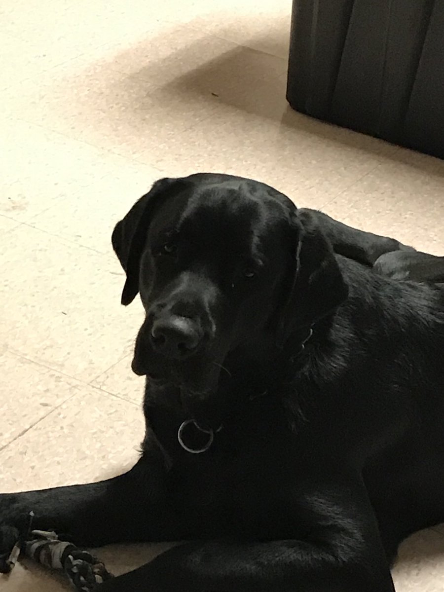 Someone’s had a busy day back at BHS with staff and students. Welcome back #bellinghamblackhawk💙🐾💙