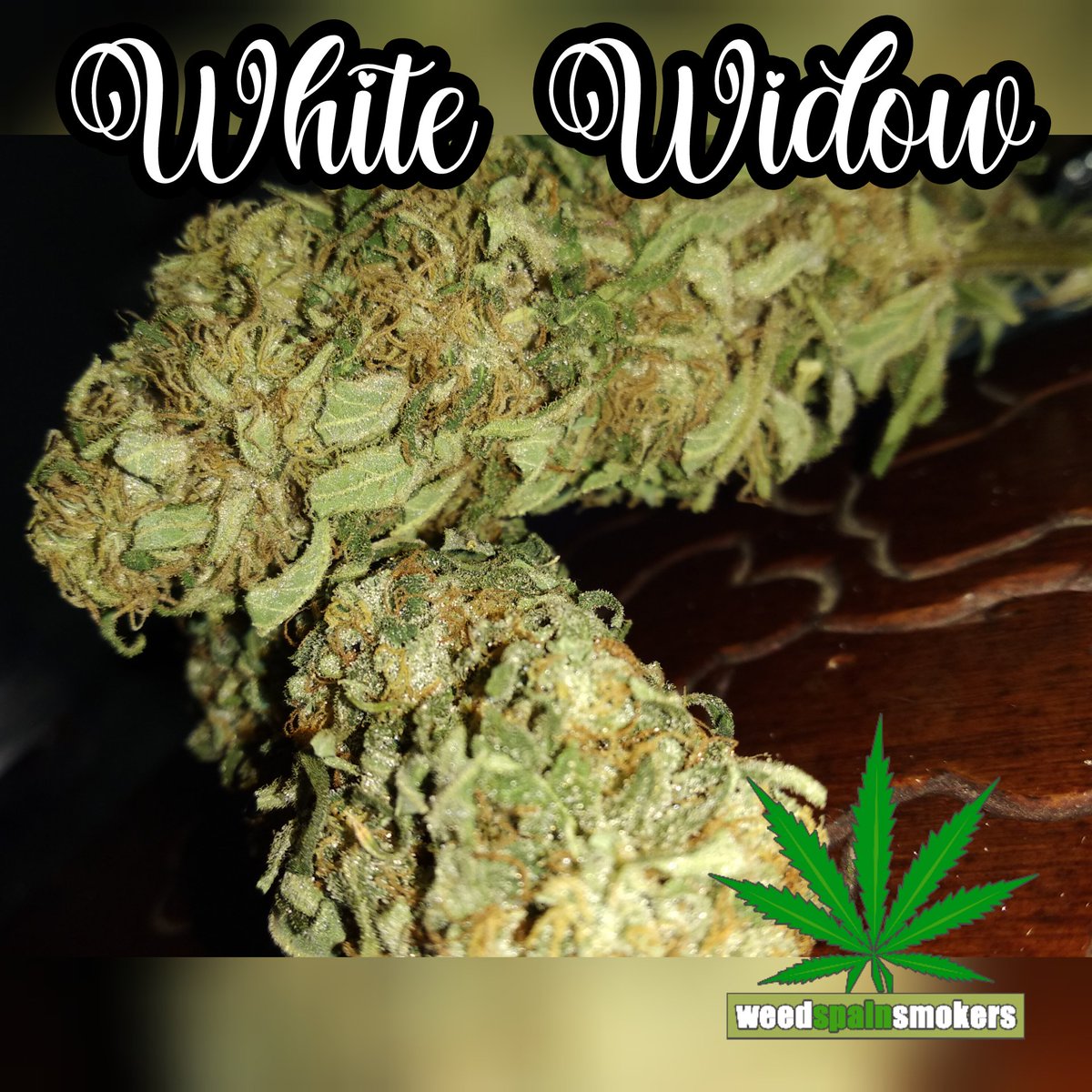 weedspainsmoker's tweet photo. 🕷️🕷️🕷️White Widow 🕷️🕷️🕷️
#joint #highlife #ganja #maryjane #blunt #sohigh #hash #smokeweed #cannabiscommunity #cannabis #weedspainsmokers #smoke #medicalmarijuana #raw #rollitup #weedporn #hashsociety #dabs #greensociety #bud #stonerdays #autocultivo #wakenbake #herblife #bho https://t.co/0D4OIGrmlO