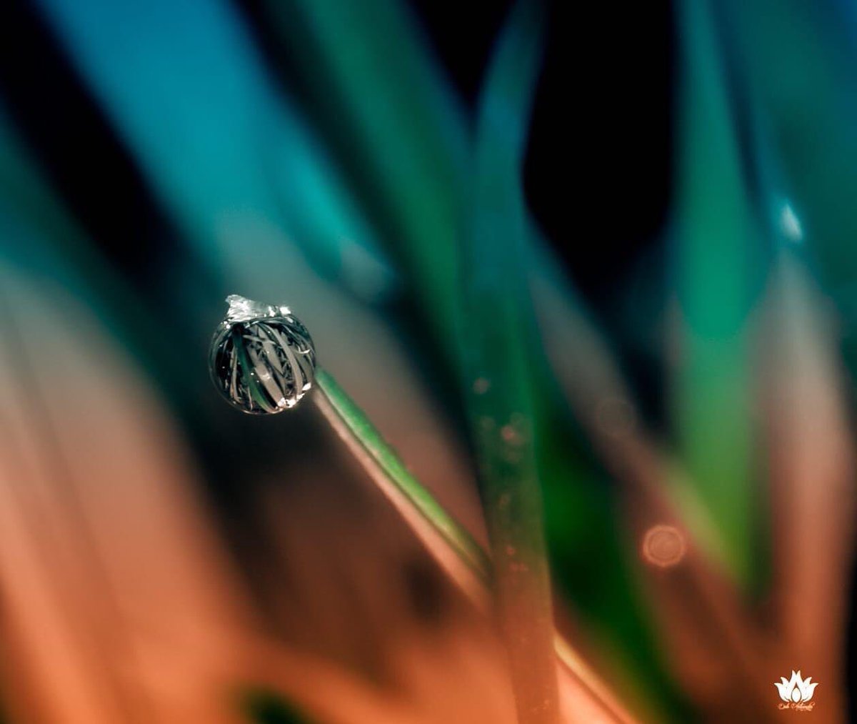 diphotographie's tweet image. Alone 
#AdobePhotoshop #Autumn #autumnvibes #photography #photooftheday #photographylovers #PhotographyIsArt #canonphotography #closeup #colors #drop_arts #macrophotography #NaturePhotography #naturelovers #reflections #editing #PhotoEditing #droplets #photographer #PHOTOS